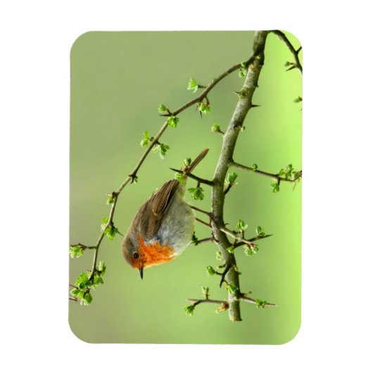 Der Robin Magnet (Vertikal)