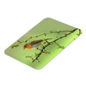 Der Robin Magnet (Linke Seite)