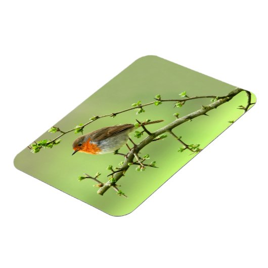 Der Robin Magnet (Linke Seite)