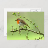 Der Robin Postkarte (Vorne/Hinten)