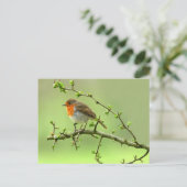 Der Robin Postkarte (Stehend Vorderseite)