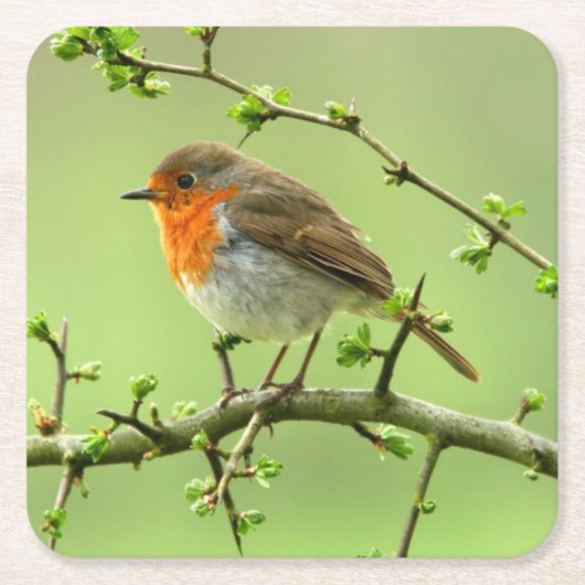 Der Robin Rechteckiger Pappuntersetzer (Vorderseite)
