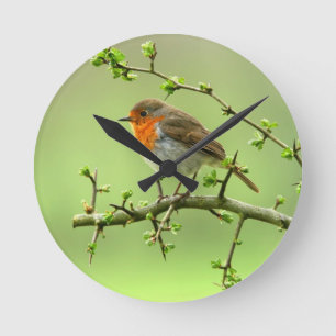 Der Robin Runde Wanduhr
