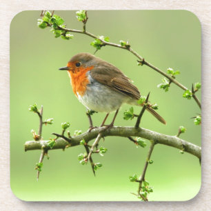 Der Robin Untersetzer