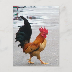 Der Rooster überquerte den Weg Postkarte