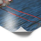 Der rosa Flamingo von Camargue Fotodruck (Ecke)