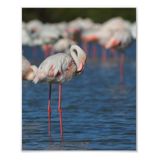 Der rosa Flamingo von Camargue Fotodruck (Vorne)