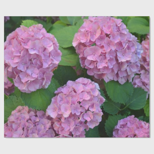 Der Rosa Hortensia-Hydrangebusch Geschenkpapier (Flach)