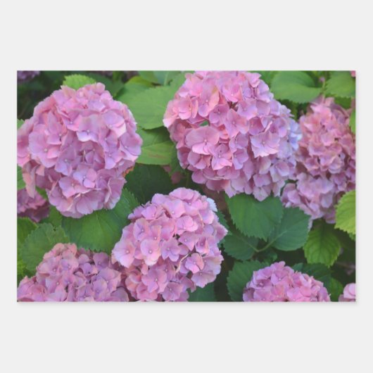 Der Rosa Hortensia-Hydrangebusch Geschenkpapier Set (Vorderseite 2)