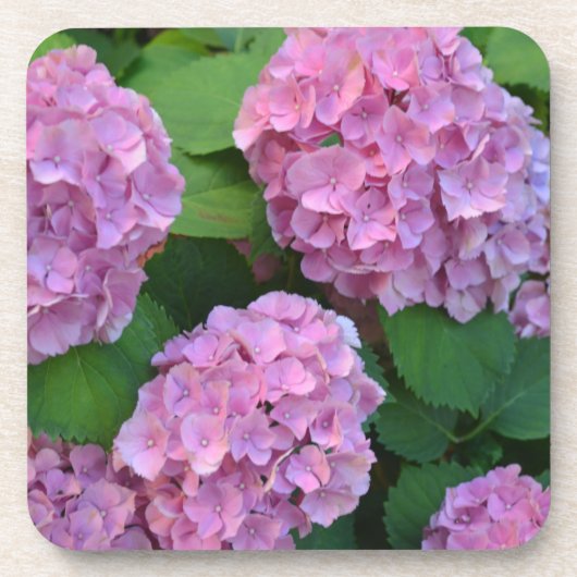 Der Rosa Hortensia-Hydrangebusch Getränkeuntersetzer (Vorderseite)