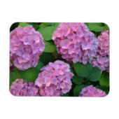 Der Rosa Hortensia-Hydrangebusch Magnet (Horizontal)