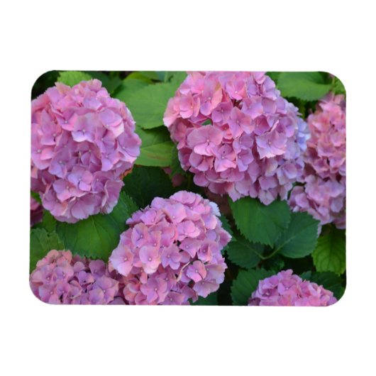 Der Rosa Hortensia-Hydrangebusch Magnet (Horizontal)