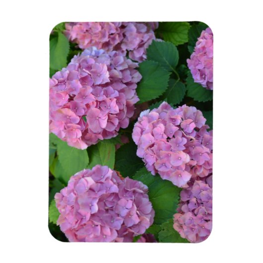 Der Rosa Hortensia-Hydrangebusch Magnet (Vertikal)
