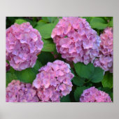 Der Rosa Hortensia-Hydrangebusch Poster (Vorne)