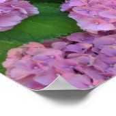 Der Rosa Hortensia-Hydrangebusch Poster (Ecke)
