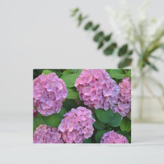 Der Rosa Hortensia-Hydrangebusch Postkarte (Stehend Vorderseite)