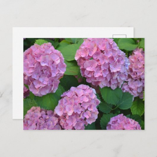 Der Rosa Hortensia-Hydrangebusch Postkarte (Vorne/Hinten)