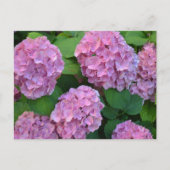 Der Rosa Hortensia-Hydrangebusch Postkarte (Vorderseite)