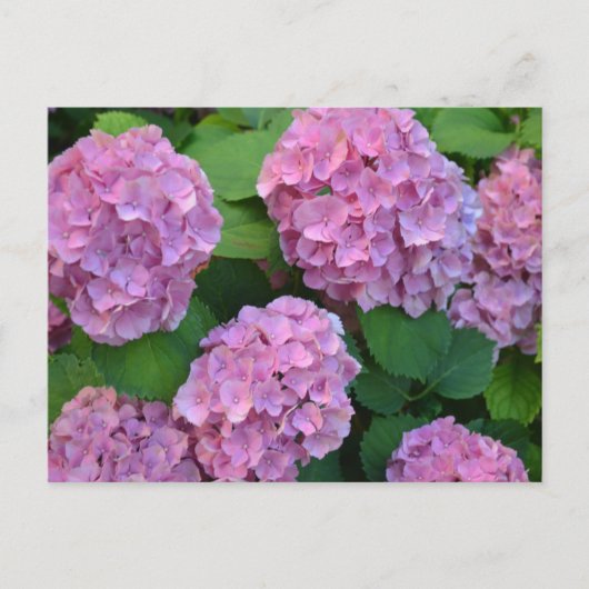 Der Rosa Hortensia-Hydrangebusch Postkarte (Vorderseite)