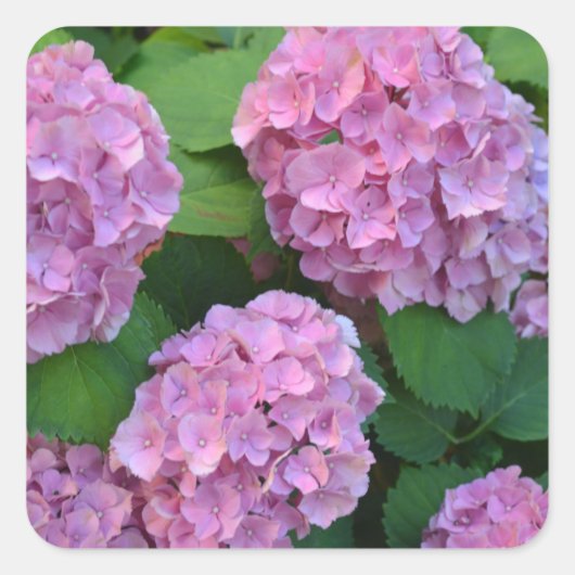 Der Rosa Hortensia-Hydrangebusch Quadratischer Aufkleber (Vorderseite)