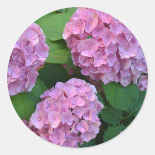 Der rosa Hortensie-Hortensienstrauch Runder Aufkleber