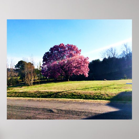 Der rosa Tulip-Baum Poster (Vorne)