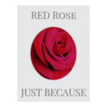 DER ROTE Rosenposter