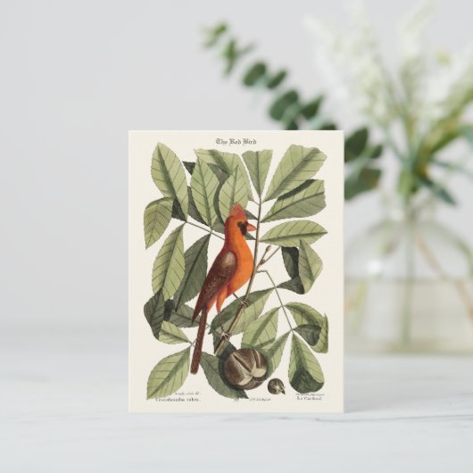 Der rote Vogel Postkarte (Stehend Vorderseite)