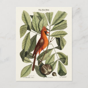 Der rote Vogel Postkarte
