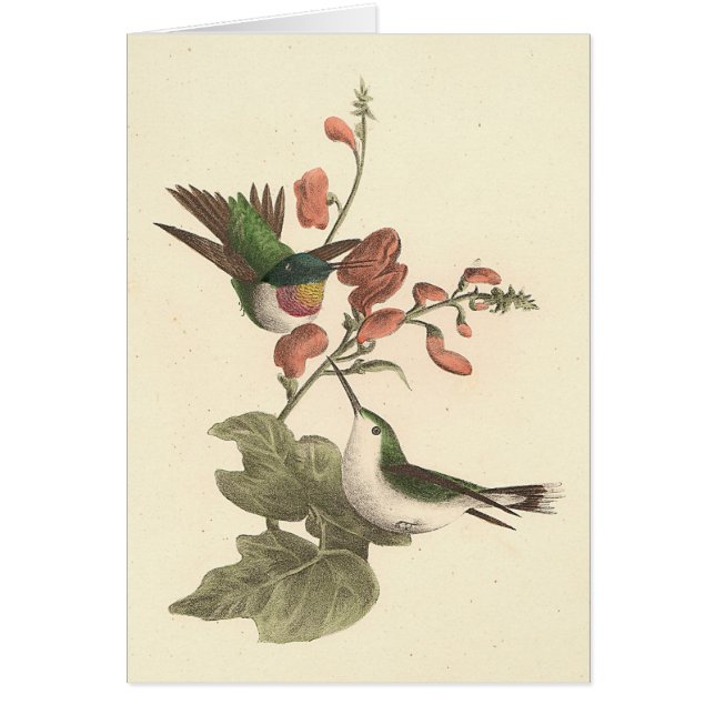 Der rothaarige oder rubingebeutelte Hummingvogel (Vorne)