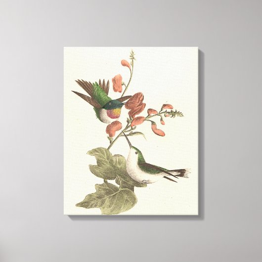 Der rothaarige oder rubingebeutelte Hummingvogel Leinwanddruck (Vorderseite)