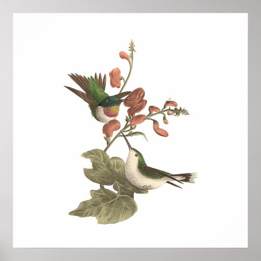 Der rothaarige oder rubingebeutelte Hummingvogel Poster (Vorne)