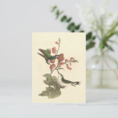 Der rothaarige oder rubingebeutelte Hummingvogel Postkarte (Stehend Vorderseite)