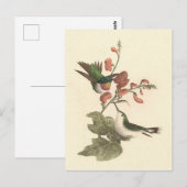 Der rothaarige oder rubingebeutelte Hummingvogel Postkarte (Vorne/Hinten)