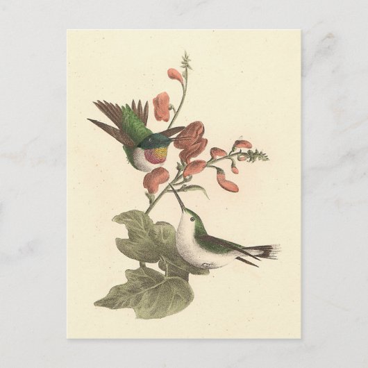 Der rothaarige oder rubingebeutelte Hummingvogel Postkarte (Vorderseite)