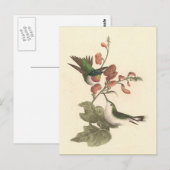 Der rothaarige oder rubingebeutelte Hummingvogel Postkarte (Vorne/Hinten)