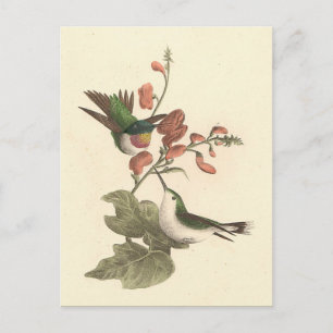 Der rothaarige oder rubingebeutelte Hummingvogel Postkarte