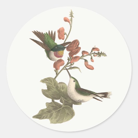 Der rothaarige oder rubingebeutelte Hummingvogel Runder Aufkleber (Vorderseite)