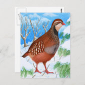 Der Rotschnabel-Partridge Postkarte (Vorne/Hinten)