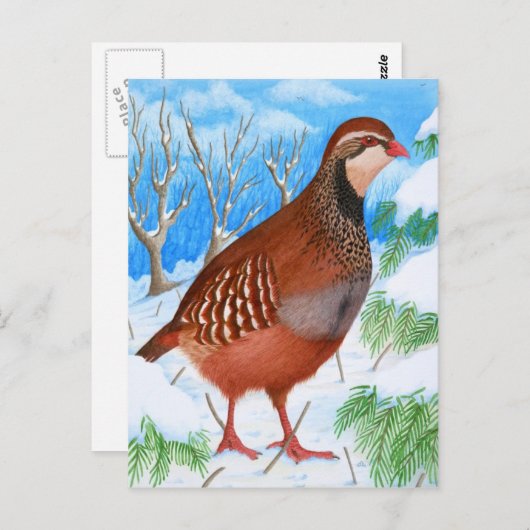 Der Rotschnabel-Partridge Postkarte (Vorne/Hinten)
