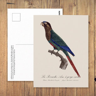 Der Rotsteißsittich, Pyrrhura Picta Postkarte