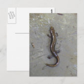 Der Salamander Postkarte (Vorne/Hinten)