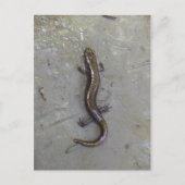 Der Salamander Postkarte (Vorderseite)
