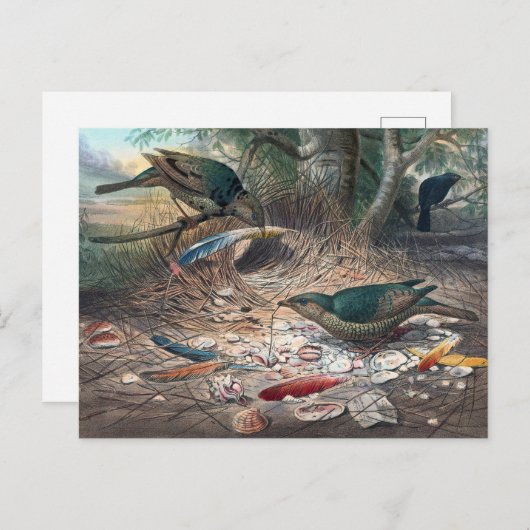 Der Satin Bower-Bird von Joseph Wolf Postkarte (Vorne/Hinten)