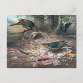 Der Satin Bower-Bird von Joseph Wolf Postkarte (Vorderseite)