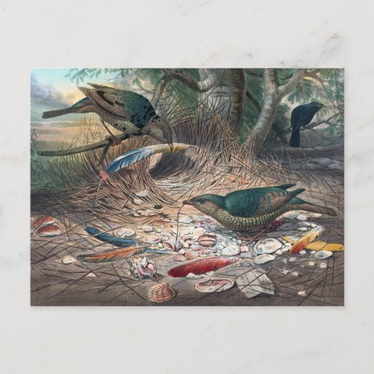Der Satin Bower-Bird von Joseph Wolf Postkarte (Vorderseite)