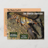 Der Schachkrebse ist gefährdet - 3 - Feiertagspostkarte (Vorne/Hinten)