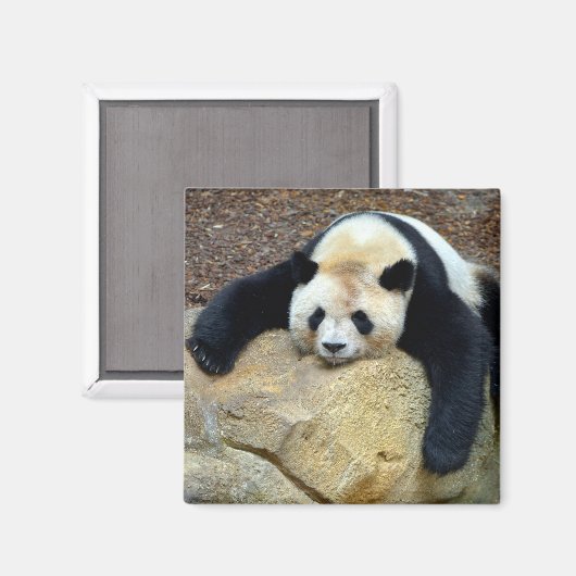 Der schlafende Riesenpanda fiel auf einen Felsen Magnet (Vorderseite/Rückseite)