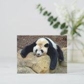Der schlafende Riesenpanda fiel auf einen Felsen Postkarte (Stehend Vorderseite)