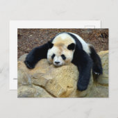 Der schlafende Riesenpanda fiel auf einen Felsen Postkarte (Vorne/Hinten)